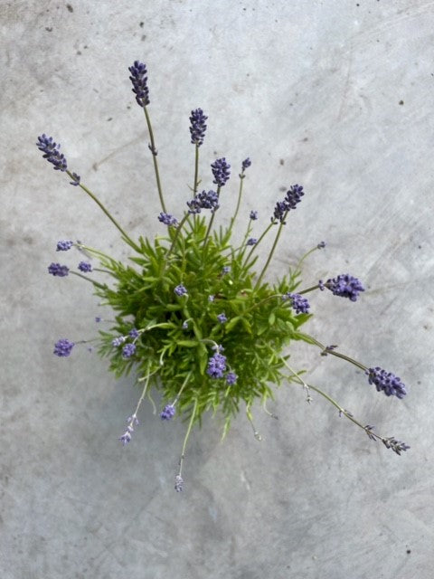 Lavandula angustifolia 'Munstead'