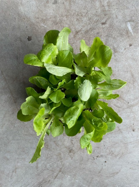 Mixed Lettuces