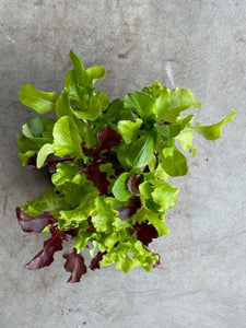 Mixed Lettuces