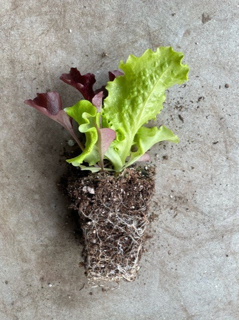 Mixed Lettuces