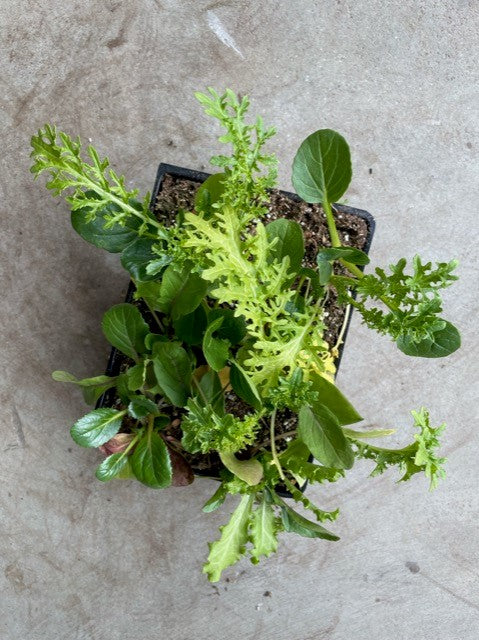 Mixed Lettuces