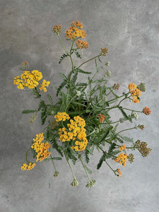 Achillea 'Terracotta' (Yarrow)