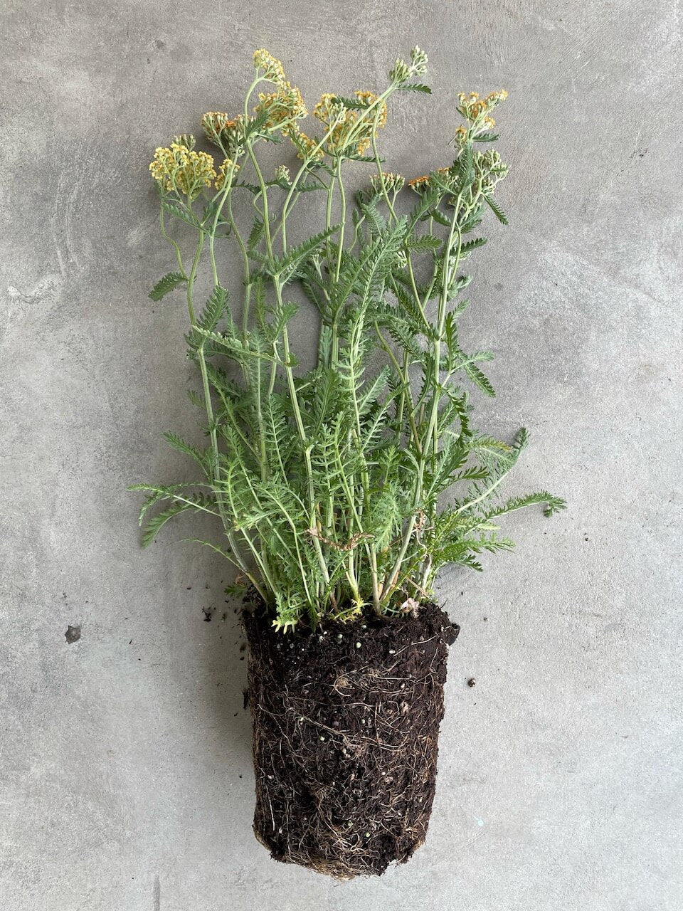 Achillea 'Terracotta' (Yarrow)