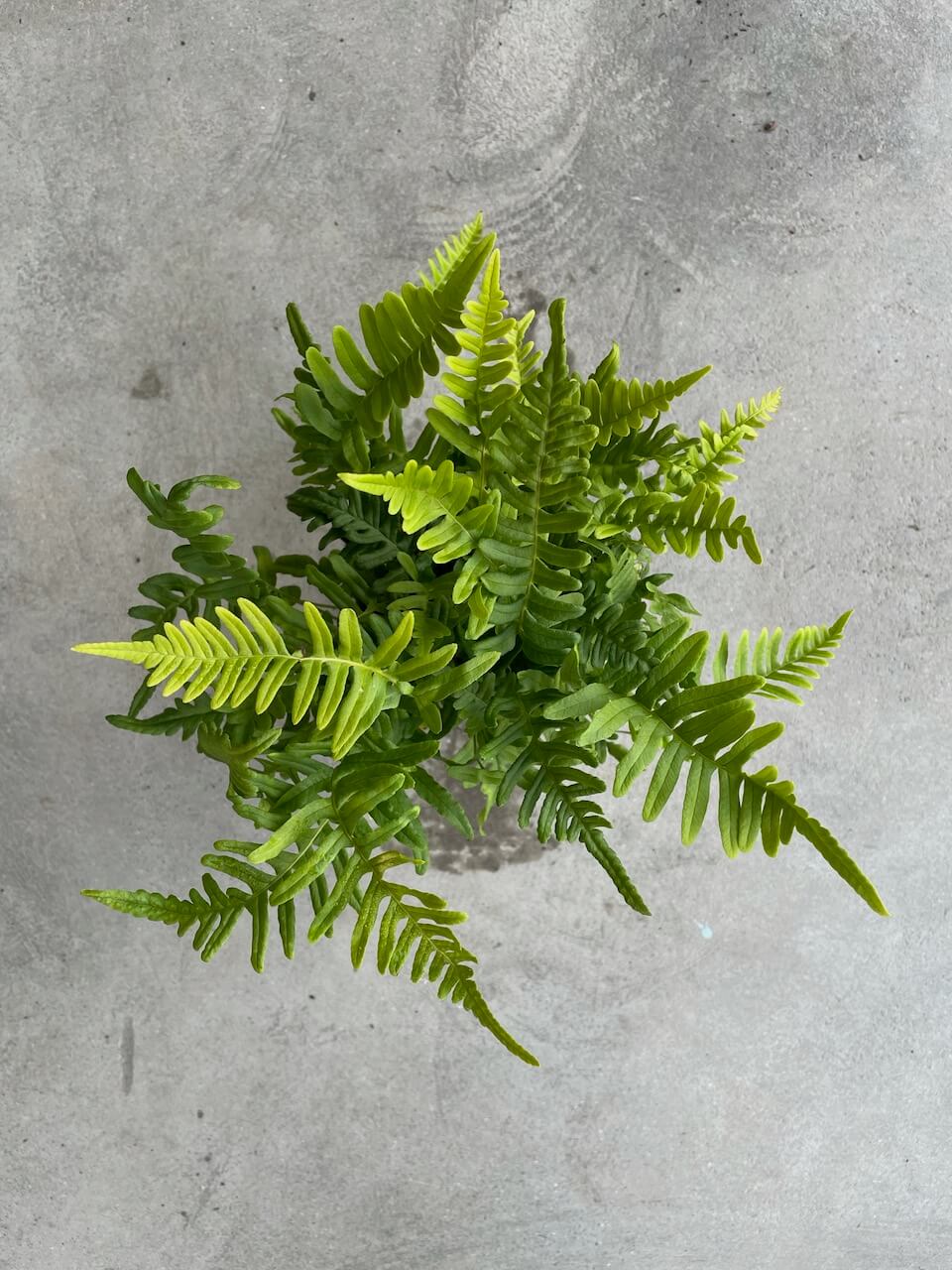 Polypodium glycyrrhiza