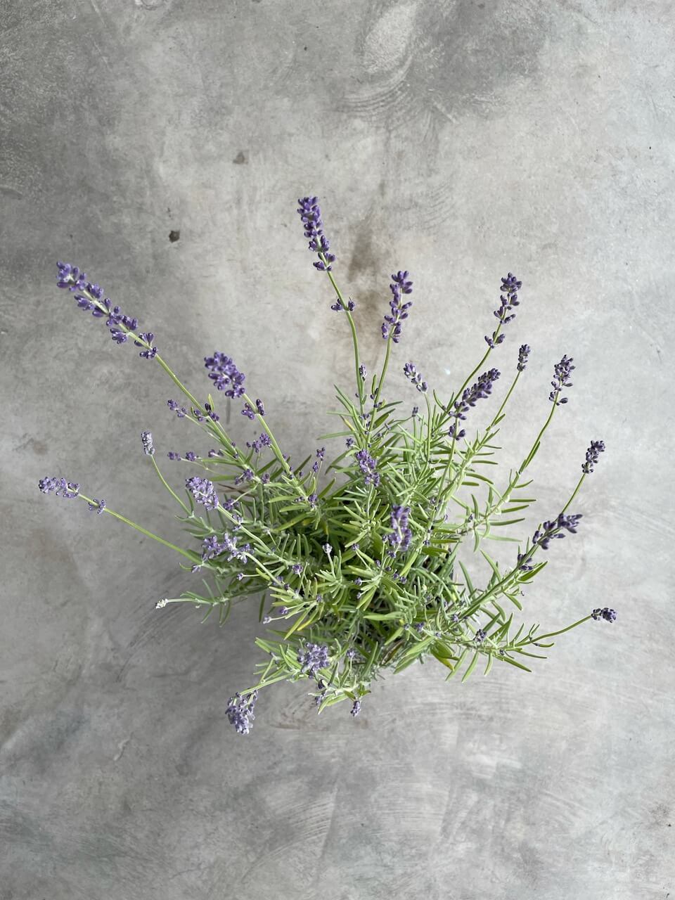 french provence lavender plants Lavandula Intermedia 'Provence' (French Lavender) – Moonflower Gardens