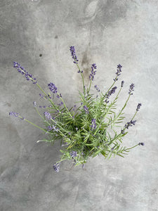 Lavandula Intermedia 'Provence' (French Lavender)