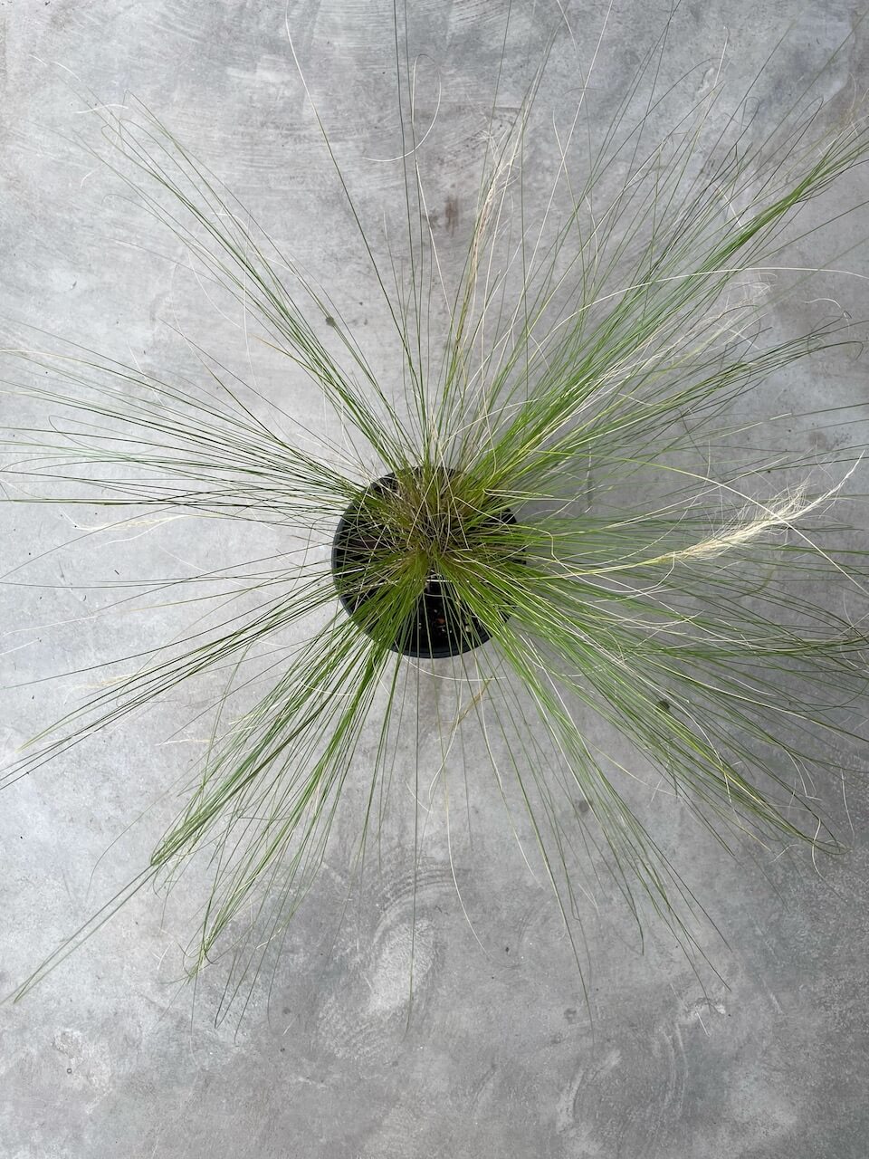Stipa Tenuissima (Mexican Feather Grass)