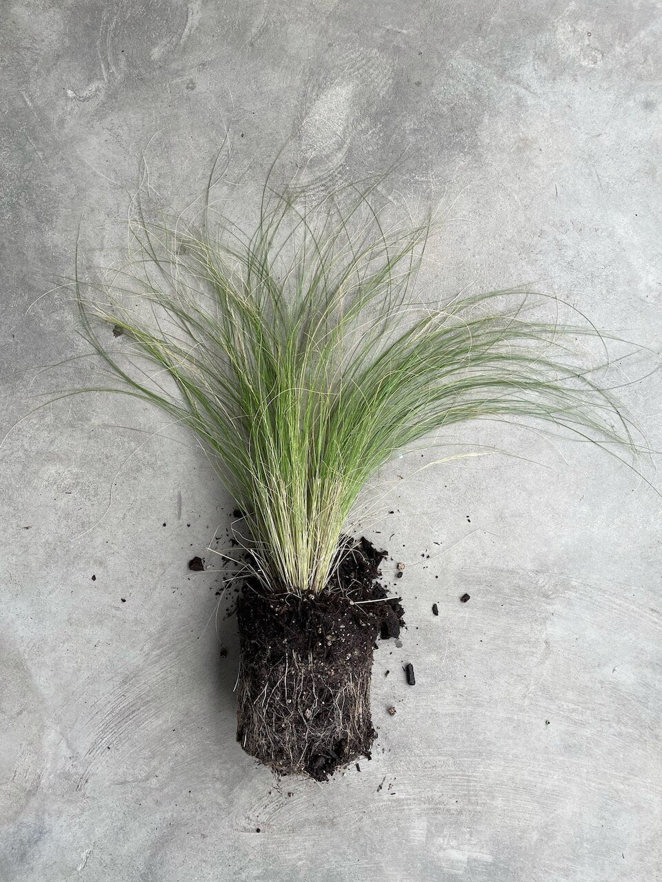 Stipa Tenuissima (Mexican Feather Grass)