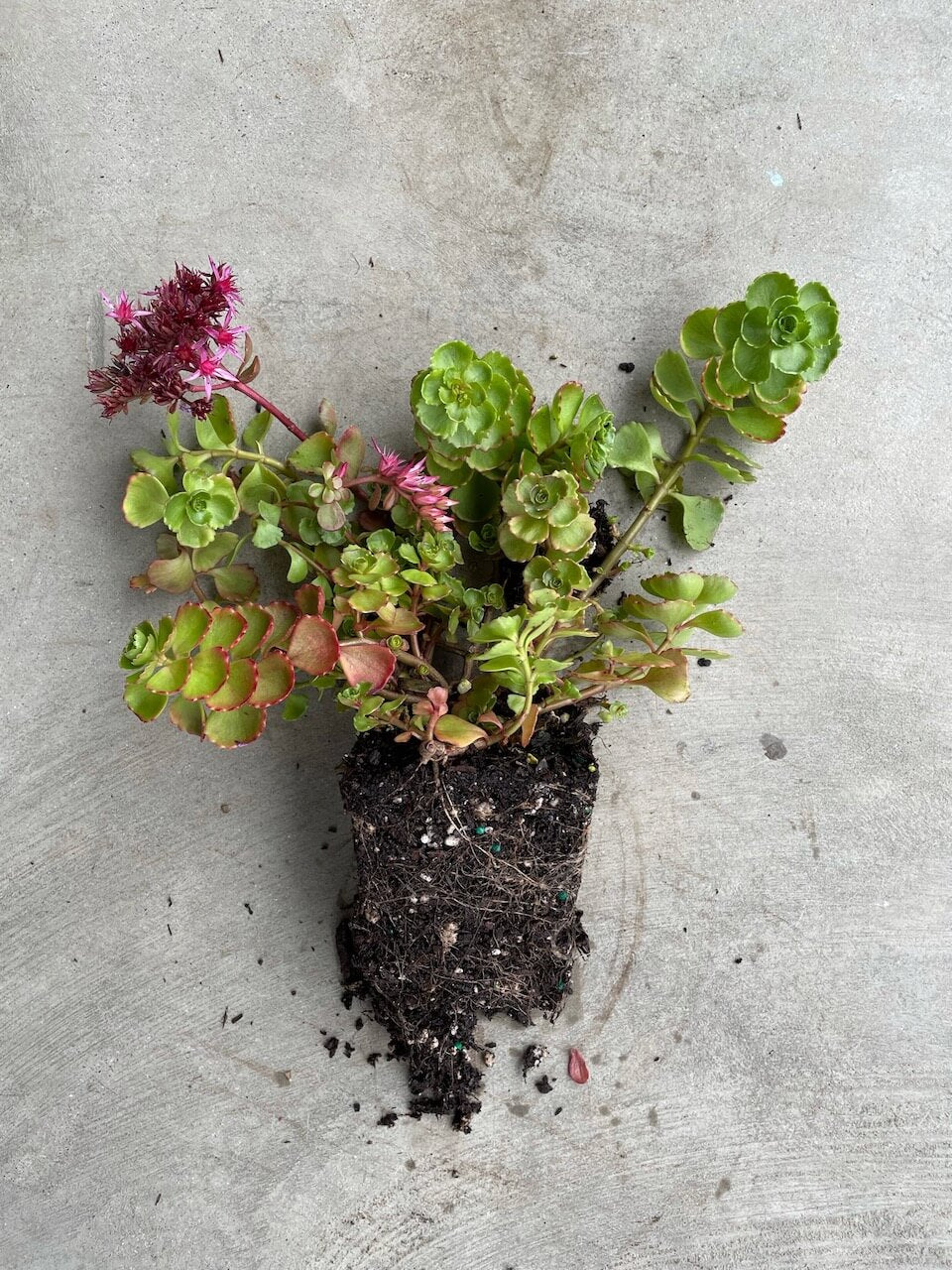 dragon's blood succulent Sedum Spurium 'Dragon's Blood' – Moonflower Gardens