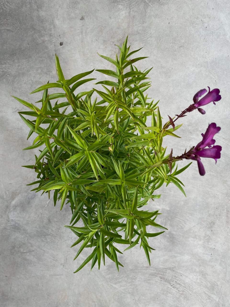 Penstemon 'Midnight Blue' (Beardtongue)