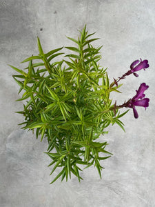 Penstemon 'Midnight Blue' (Beardtongue)