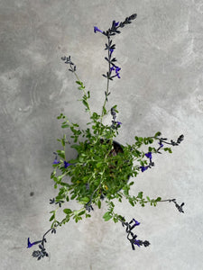 Blue Salvia