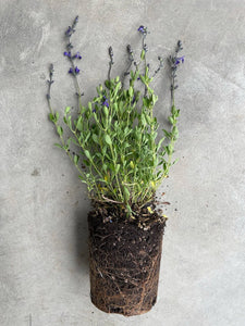 Blue Salvia
