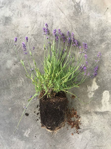 Lavandula angustifolia 'Hidcote Blue'