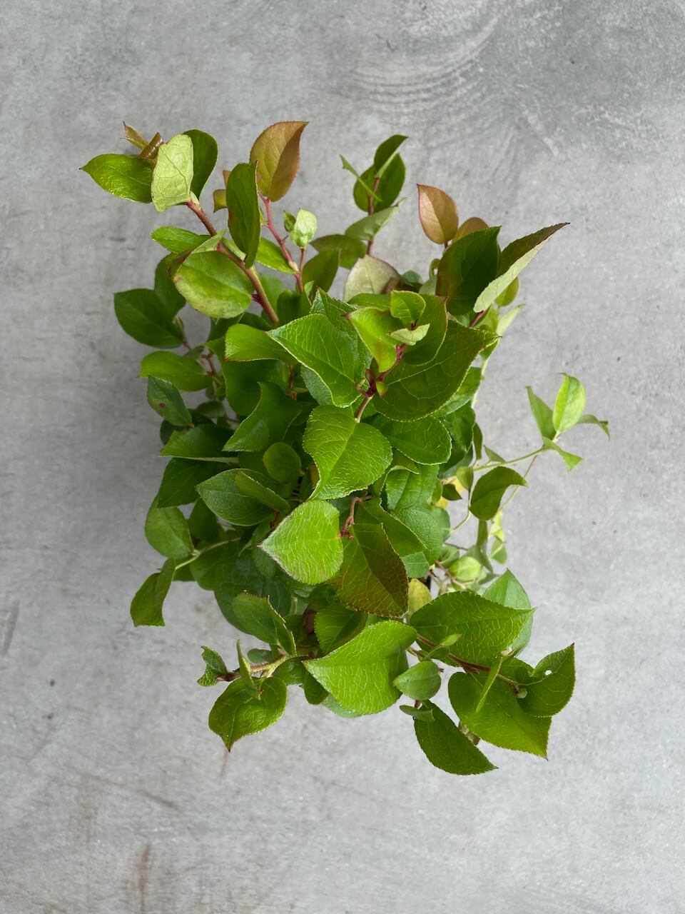 Gaultheria shallon
