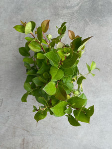 Gaultheria shallon