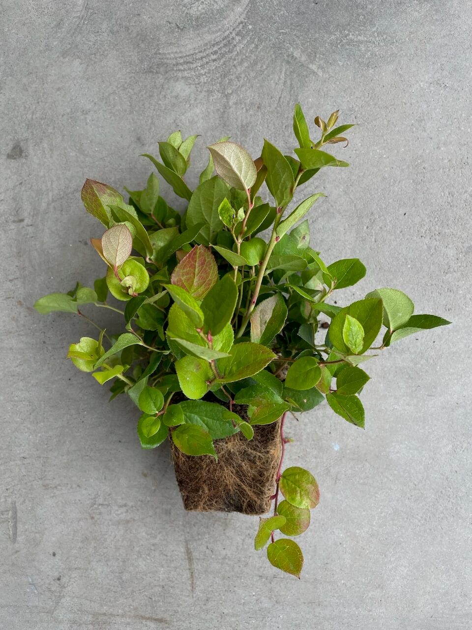 Gaultheria shallon
