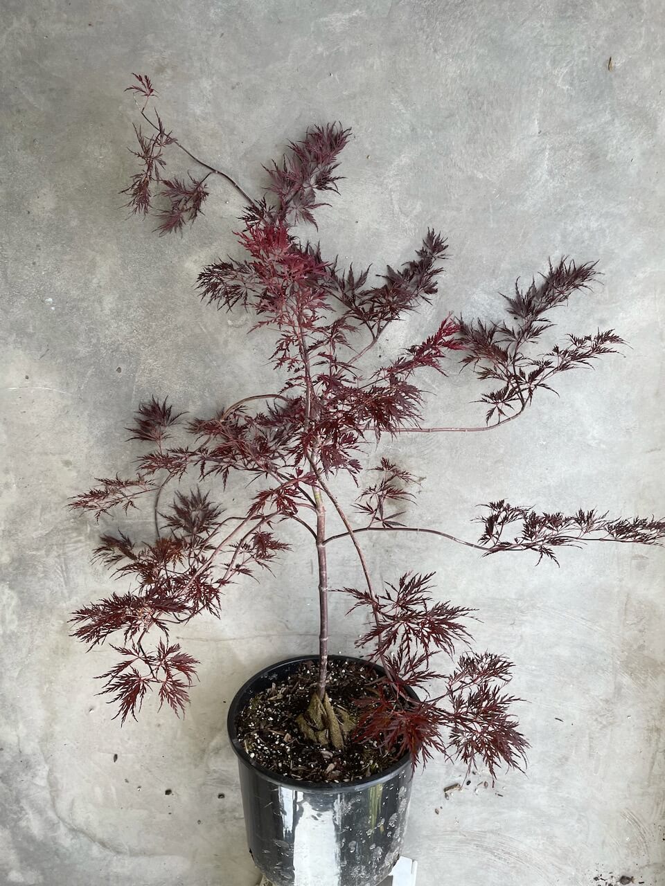 Acer palmatum 'Red Dragon'