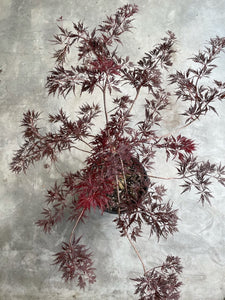 Acer palmatum 'Red Dragon'