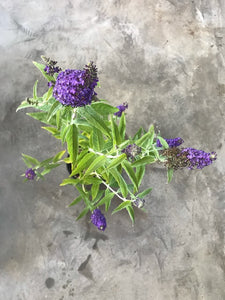 Buddleia Davidii 'Buzz Midnight' (Butterfly Bush)