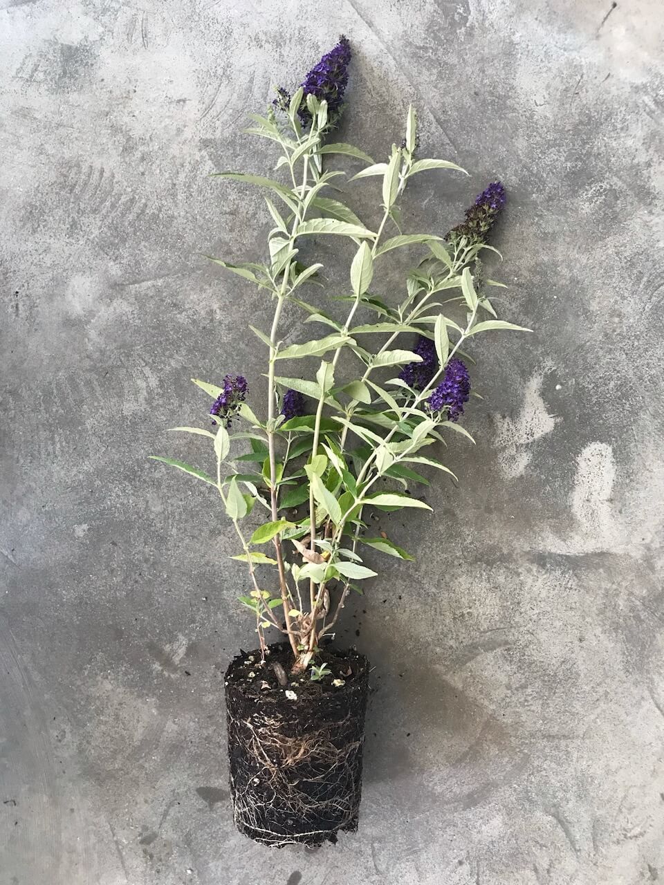 Buddleia Davidii 'Buzz Midnight' (Butterfly Bush)