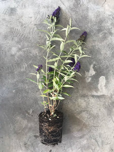 Buddleia Davidii 'Buzz Midnight' (Butterfly Bush)