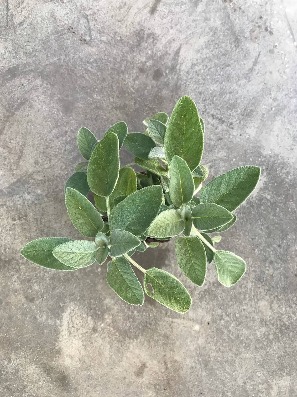 Salvia Officinalis 'Berggarten' (Garden Sage)