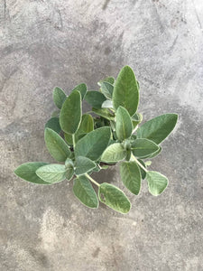 Salvia Officinalis 'Berggarten' (Garden Sage)