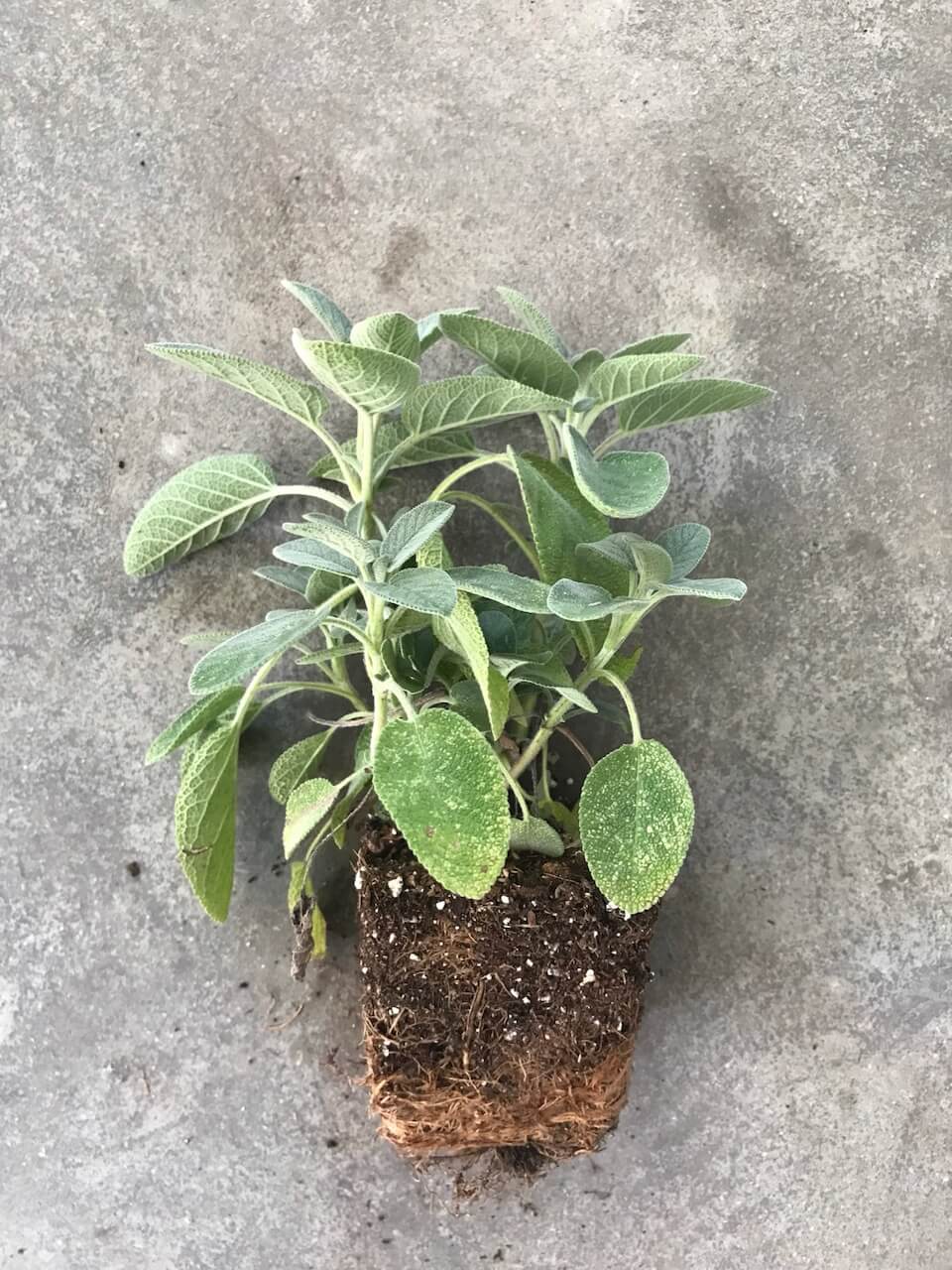 Salvia Officinalis 'Berggarten' (Garden Sage)
