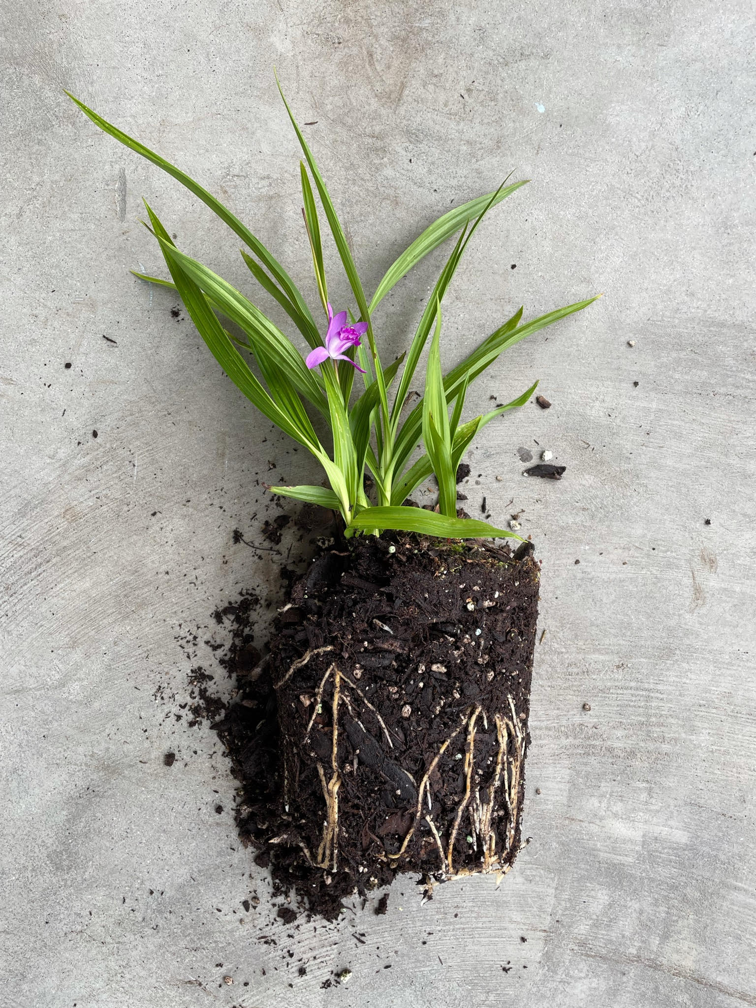 Bletilla striata Soryu 'Blue Dragon'