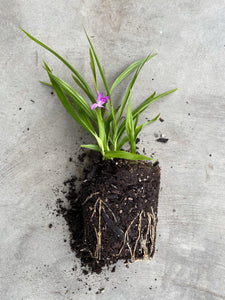 Bletilla striata Soryu 'Blue Dragon'