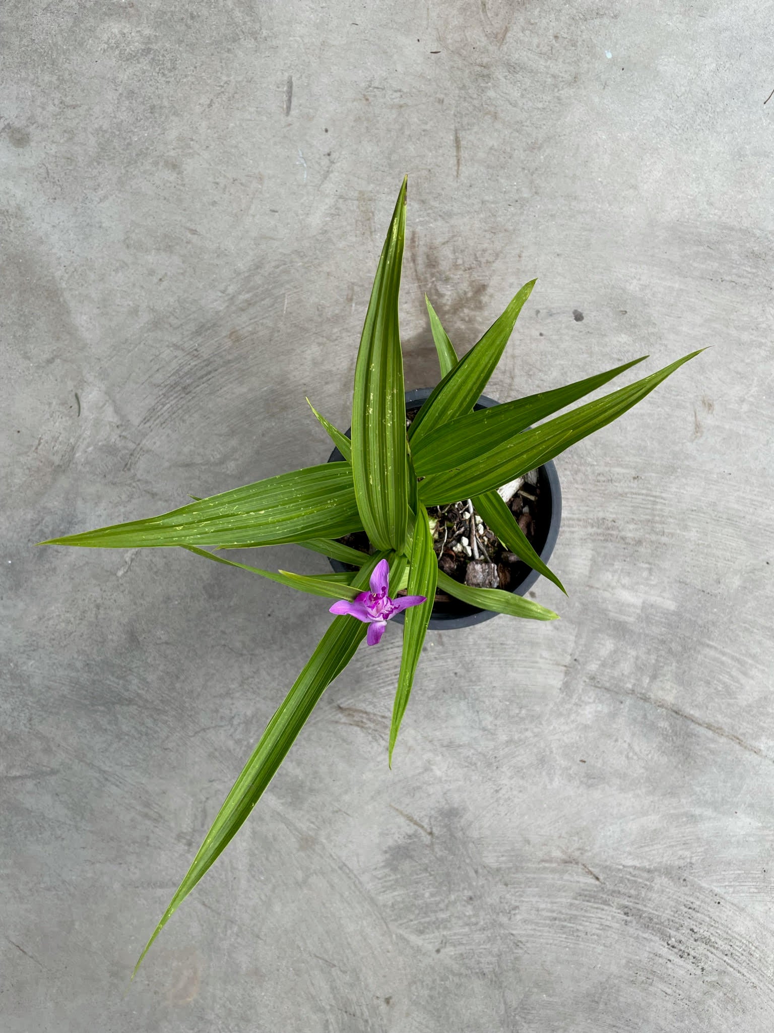 Bletilla striata Soryu 'Blue Dragon'