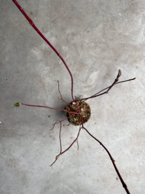 Cornus sericea (stolonifera)