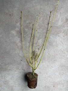 Salix 'Flame' (Flame Willow)