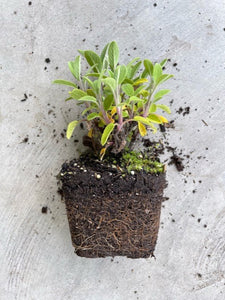 Salvia Officinalis 'Grower's Friend'