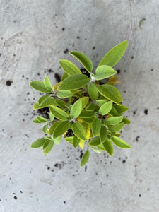 Salvia Officinalis 'Grower's Friend'