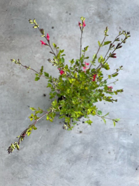 Salvia Microphylla 'Hot Lips' (Sage)