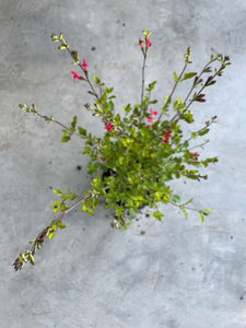 Salvia Microphylla 'Hot Lips' (Sage)