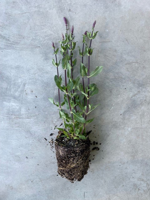 Salvia Memorosa 'Caradonna' (Woodland Sage)