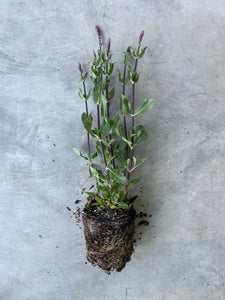 Salvia Memorosa 'Caradonna' (Woodland Sage)