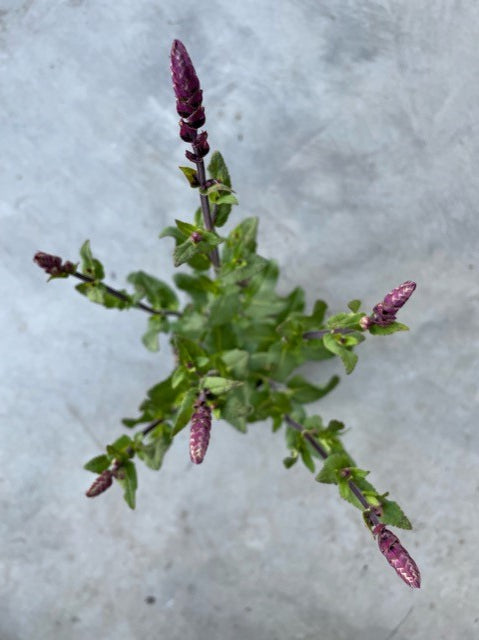 Salvia Memorosa 'Caradonna' (Woodland Sage)