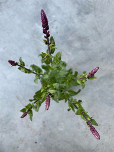 Salvia Memorosa 'Caradonna' (Woodland Sage)