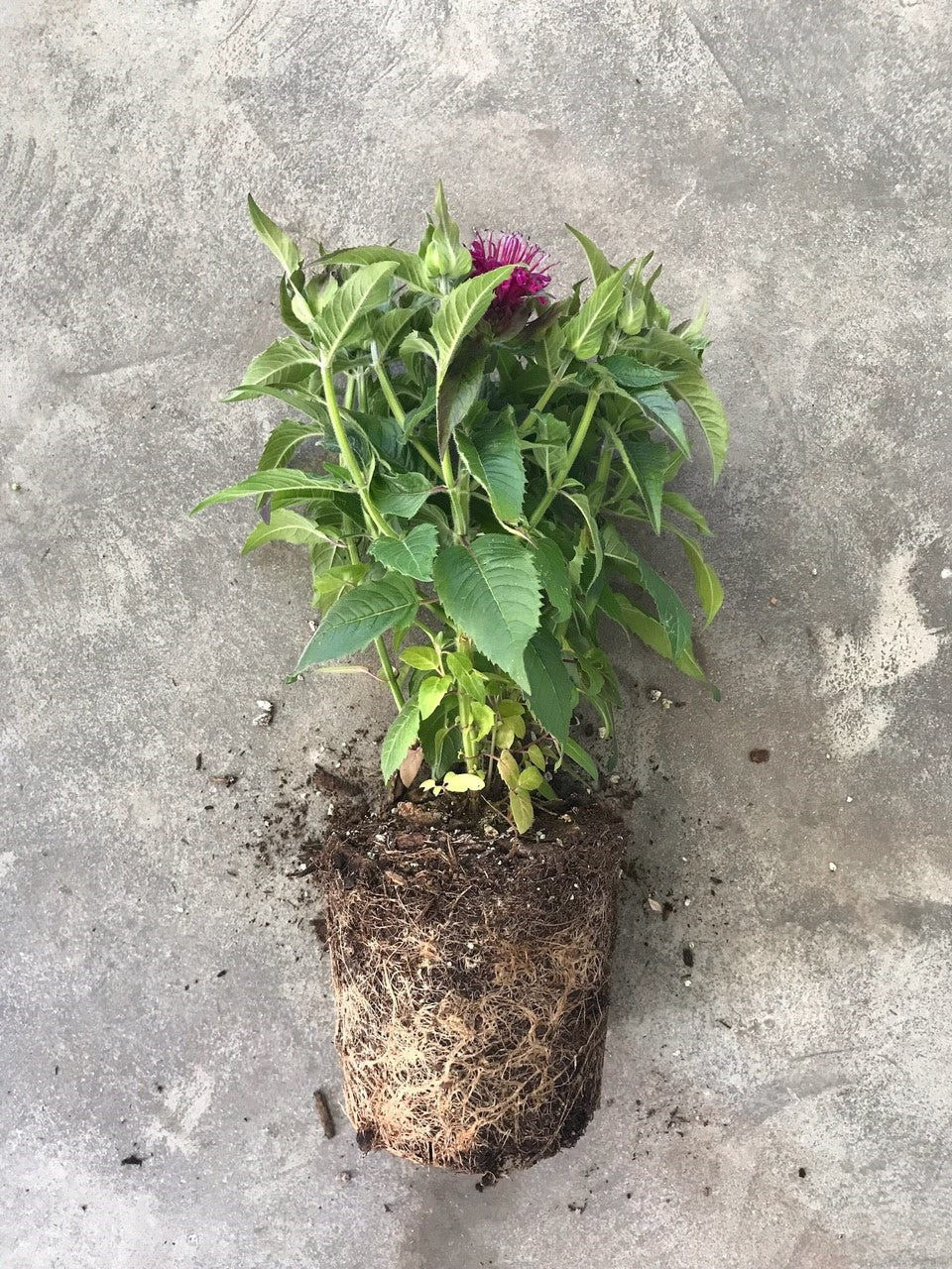Monarda Didyma 'Balmy Lilac' (Bee Balm)