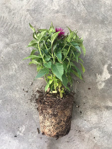 Monarda Didyma 'Balmy Lilac' (Bee Balm)