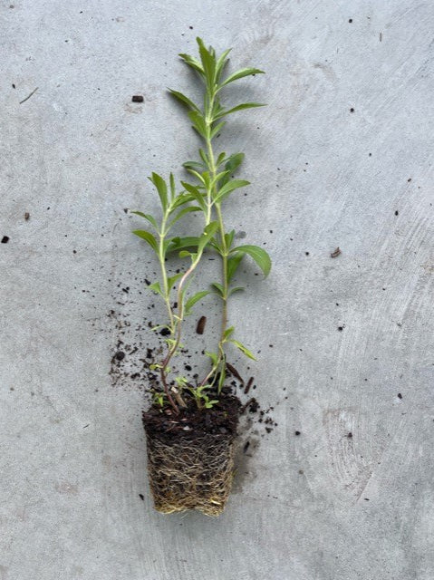 stevia plant in pot Stevia Rebaudiana – Moonflower Gardens