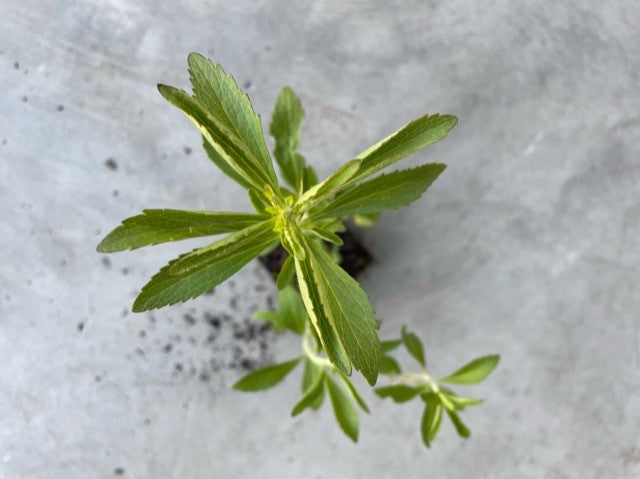 Stevia Rebaudiana