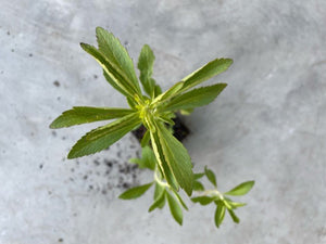 Stevia Rebaudiana