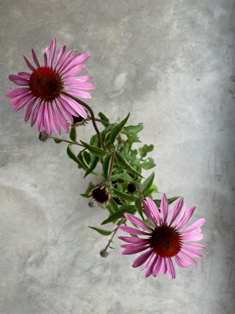 rainbow marcella echinacea seeds Echinacea Butterfly 'Rainbow Marcella' (Coneflower) – Moonflower Gardens