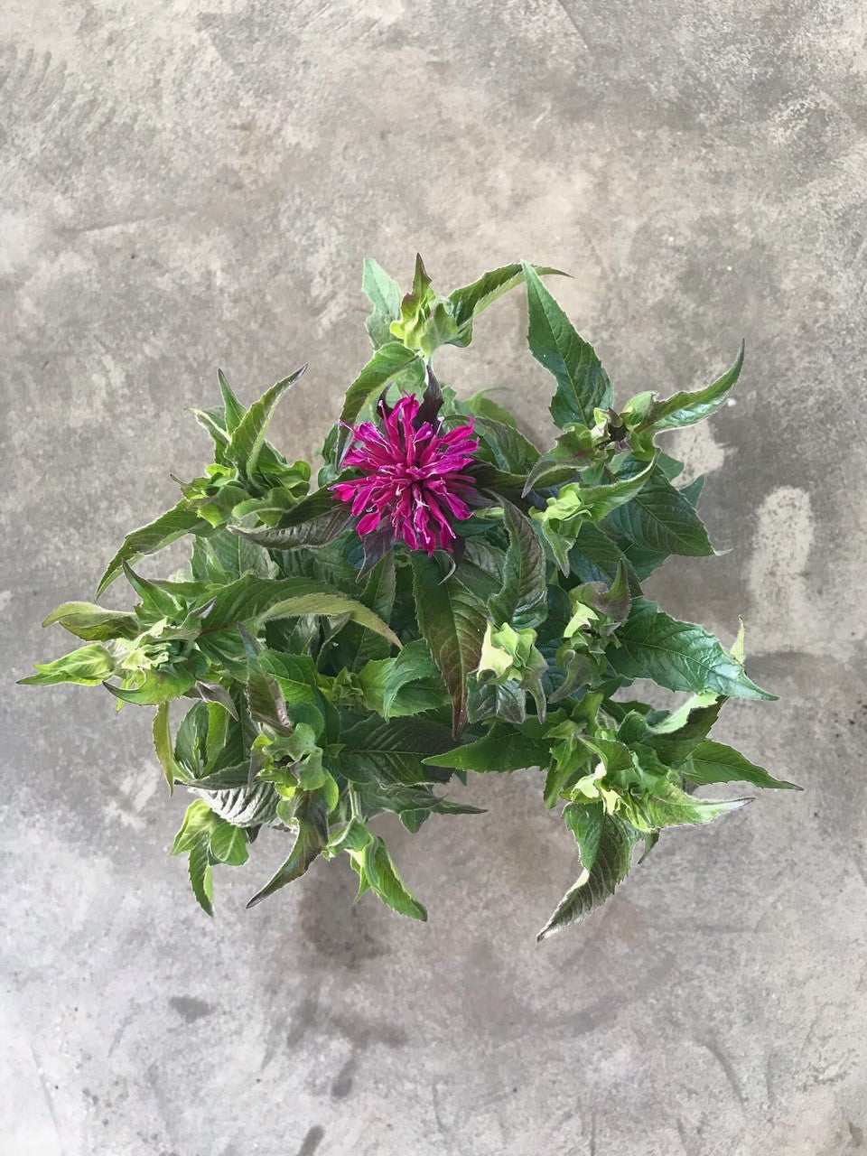 Monarda Didyma 'Balmy Lilac' (Bee Balm)