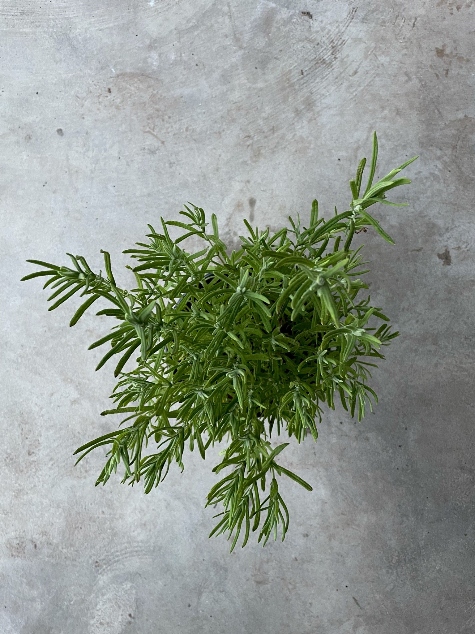 Lavandula Angustifolia 'Elegance Snow' (Lavender)